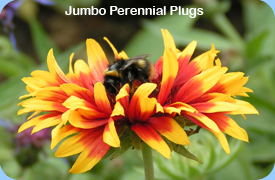 Jumbo Perennial Plugs - Gaillardia with Bee